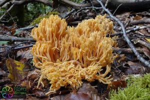 ramaria flaccida (1000 x 667).jpg_product_product